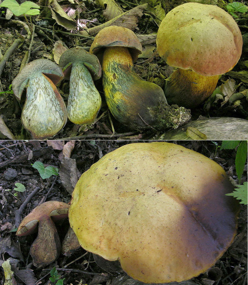 Boletus luridus e Leccinum carpini.